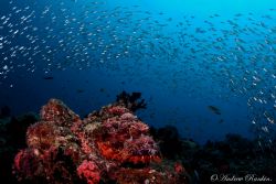Lying in wait.A predatory Scorpionfish waiting for its ne... by Andrew Rankin 